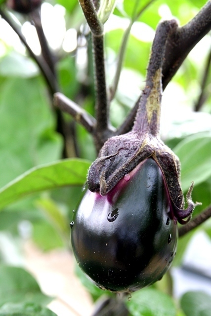 2013071907484707d[1].jpg