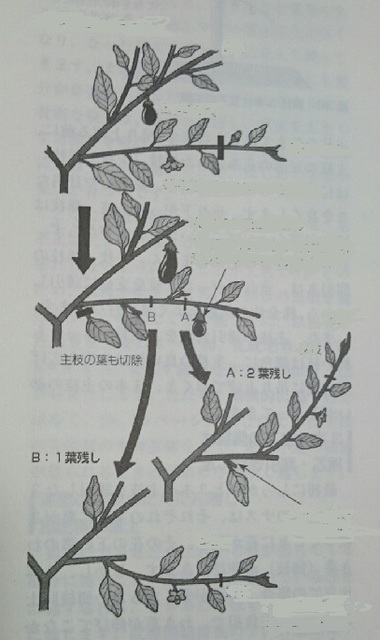 側枝切り戻しDSC_0121new.jpg