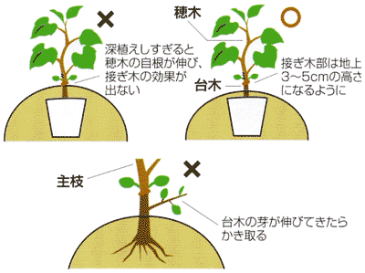 接木苗の定植200604[1].gif